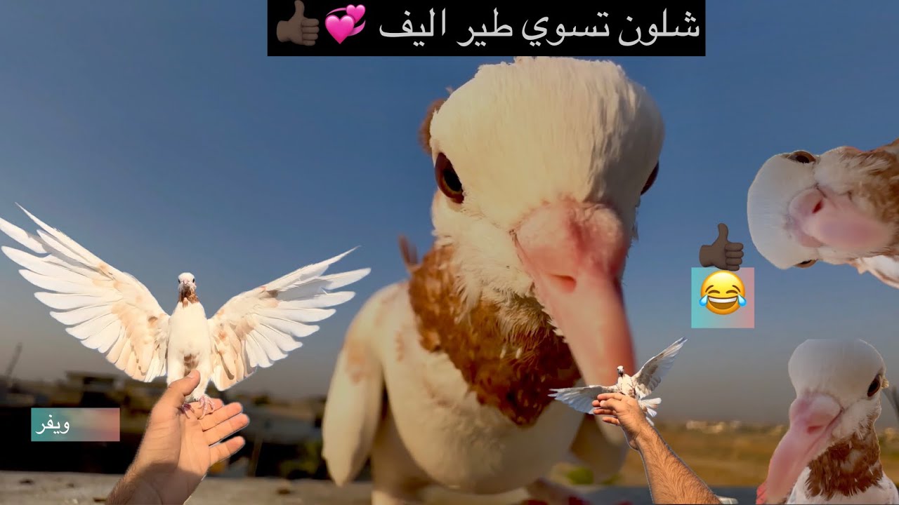 اشلون تسوي طير اليف ويفر 💞
