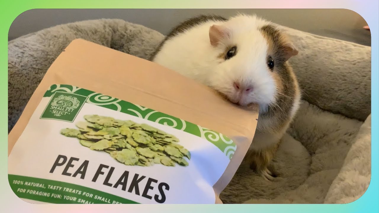 The Pigs Got Gifts!