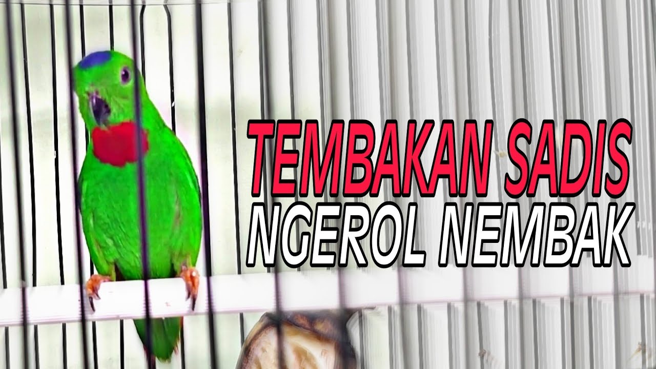 Masteran Mewah Serindit Gacor Ngerol Nembak Full Isian