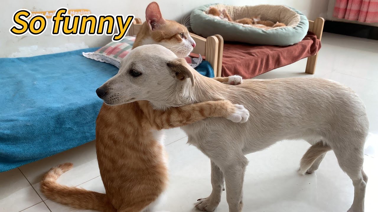 So funny! The puppy confessed his love to the cat but was rejected, and the cat comforted the puppy.