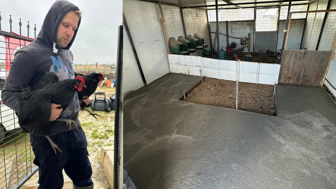 BÜYÜK AUSTRALORP KÜMESİNE BETON ATTIK - SİYAH AUSTRALORPLARI YENİ KÜMESLERİNE TAŞIDIM