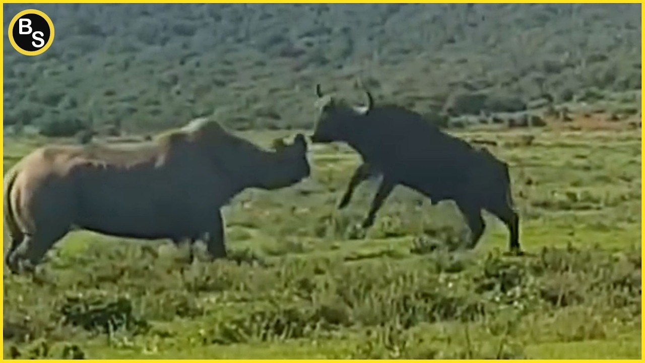 The Most Brutal Headbutt in the Animal Kingdom!
