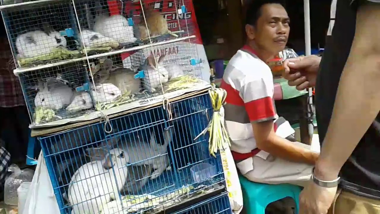 Jalan2 ke pasar jatinegara lihat anak musang pandan dan harganya