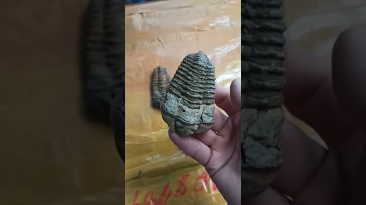 #Diacalymene&nbsp;is a genus of&nbsp;#trilobite&nbsp;from the order&nbsp;Phacopida, suborder&nbsp;Calymenina.