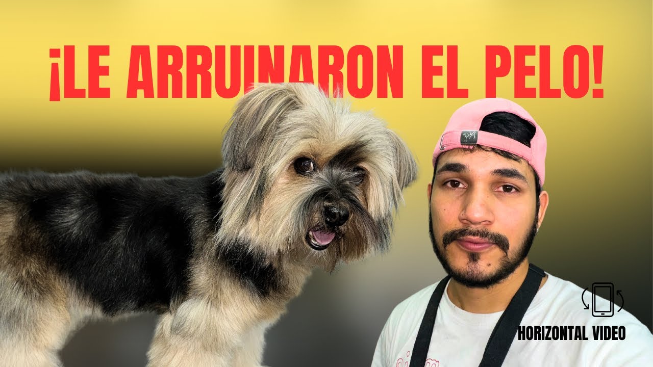 LE ARRUINARON EL PELO A ESTA YORKSHIRE ⚠️ LAMENTABLE!!!