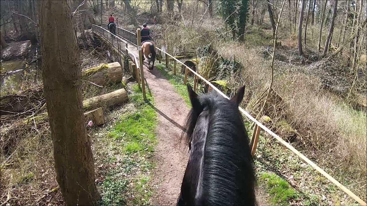 Ostsee Shires / Ausreiten / Shire Horse in action / GoPro7black