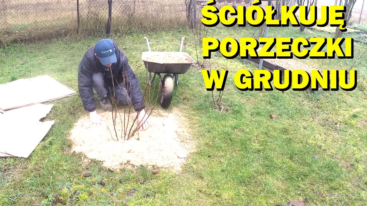 Lepiej późno niż wcale, ściółkowanie w grudniu.
