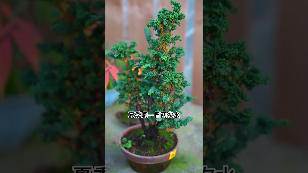 石化桧非常喜欢太阳,在养护时要将盆栽放在散光处,在光照充足的环境中叶片会更加鲜绿,若是长时间晒不到太阳,石化桧盆景会出现黄化现象。 #石化桧养护 #盆景养护 #养花小知识