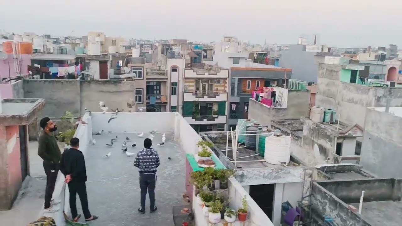 Aj bhi 1कबूतर बच गया 😱🕊️🕊️