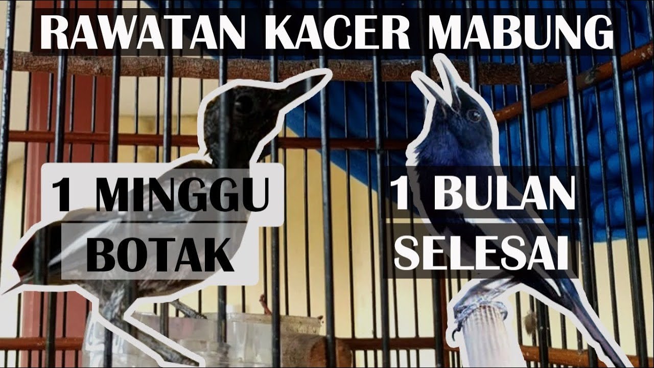 Agar Burung Kacer Cepat Selesai Mabung || 1 bulan selesai mabung