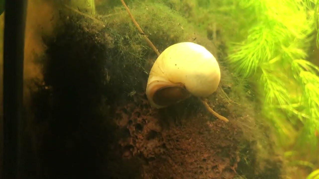 A New Plant Added To The Guppy Tank 1-23-26