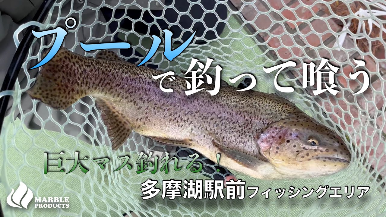 【多摩湖駅前フィッシングエリア】で釣って喰う/はじめてのプールトラウトで大いに楽しむ/電車で気楽にいけるエリアトラウト/流れるプールでまさかのワニ顔大物釣れる【彩サーモン】【コバルトマス】