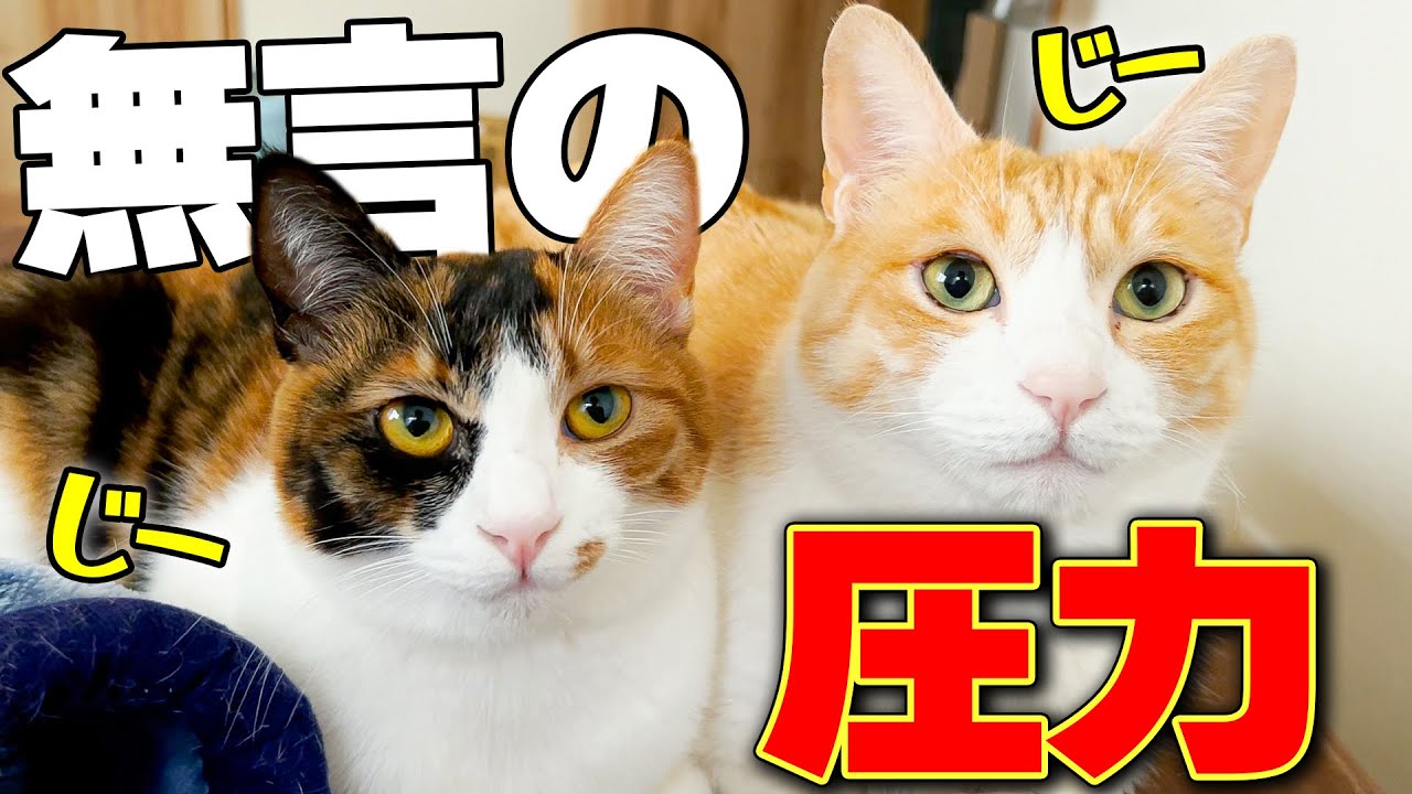 【え？】猫達から無言でただただ見つめられていました