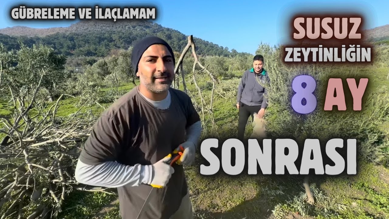 Zeytin Bahçelerinde İlaçlama ve Gübreleme.Spraying and fertilizing in olive gardens. #olive #budama