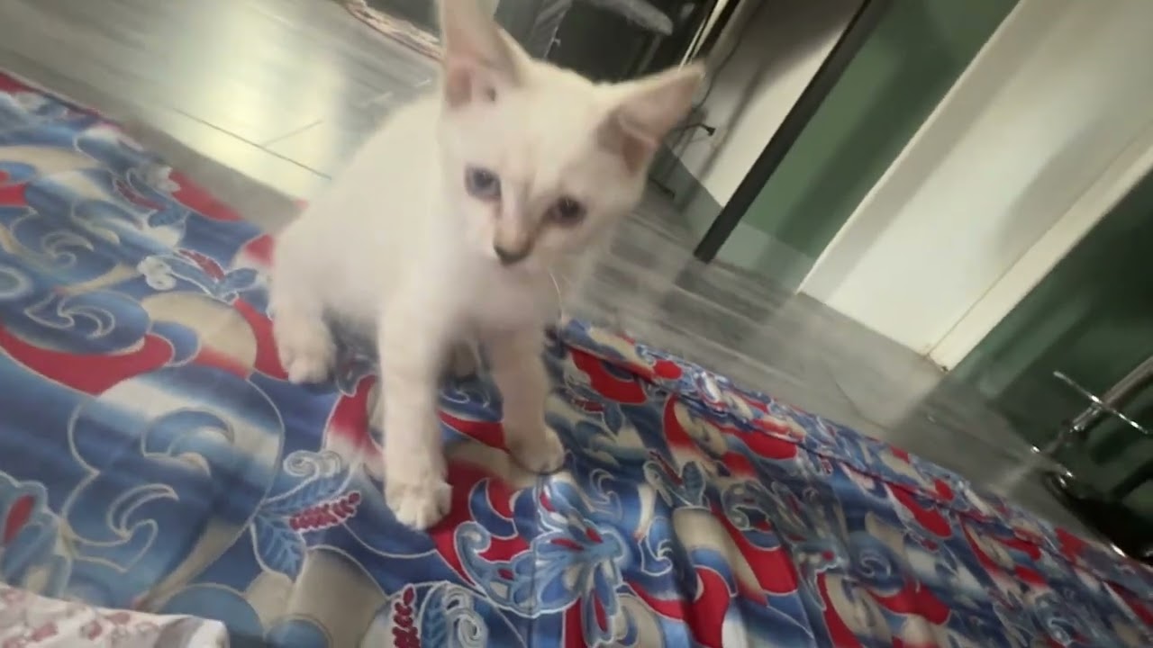 #catlover #fypcats