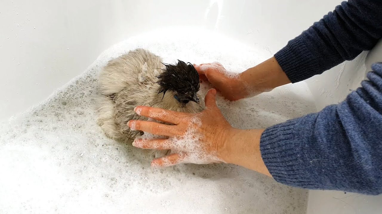 OSFT VLog | January 21st 2020 - Scruff, Our Silky Chicken Has A Bubble Bath