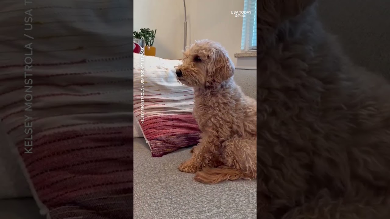 'Sealook' on Netflix has become a surprise hit with dogs