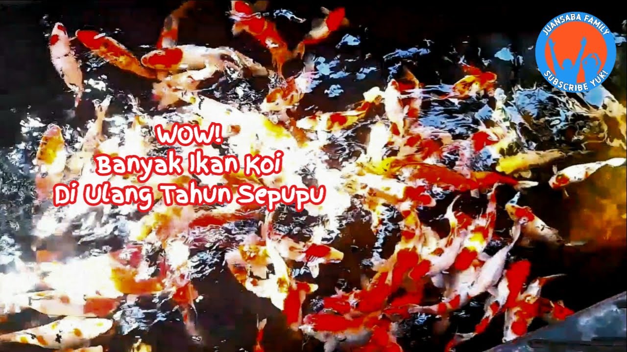 Ikan Koi - WOW - Banyak Ikan Koi - Di Ulang Tahun Sepupu