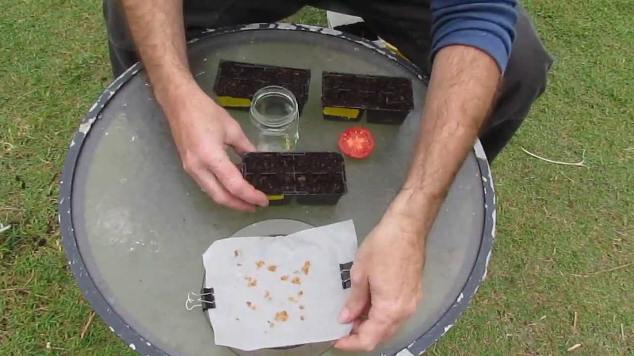 How to save Tomato seeds, 3 different methods with germination tests..