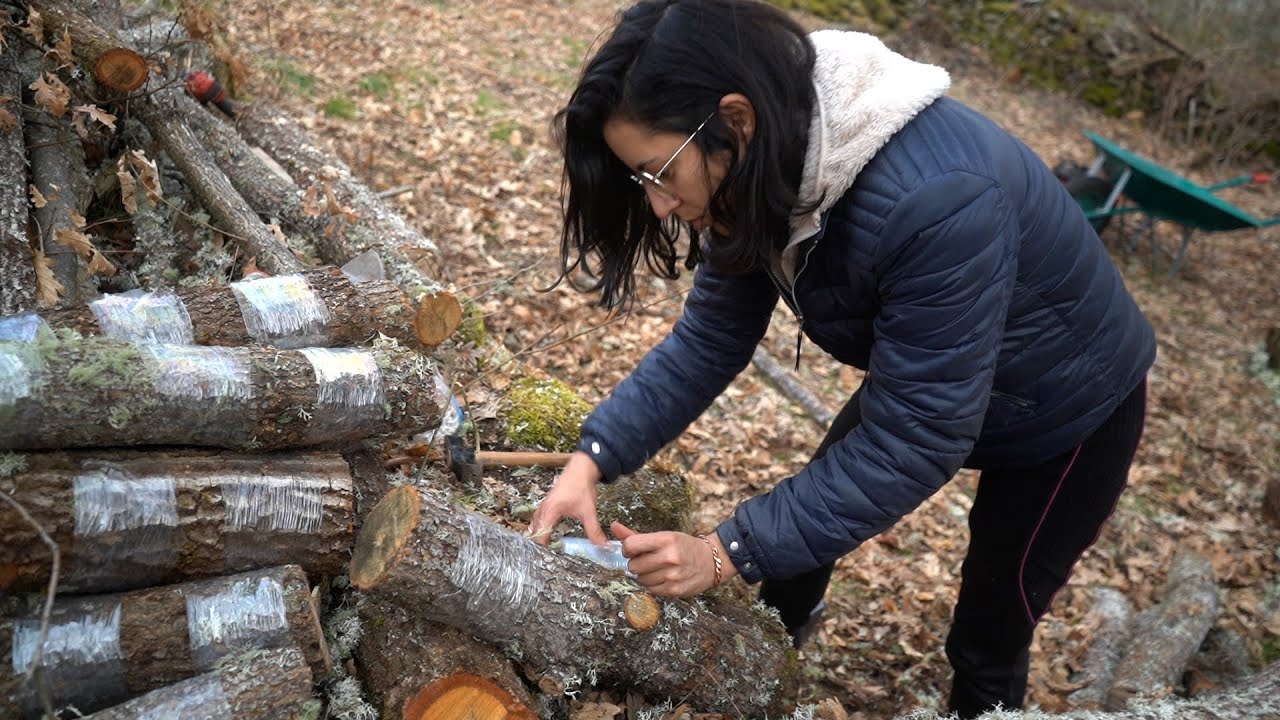 🍄 Empezamos una PLANTACIÓN de SETAS SHIITAKE, paso 1, talar e inocular!