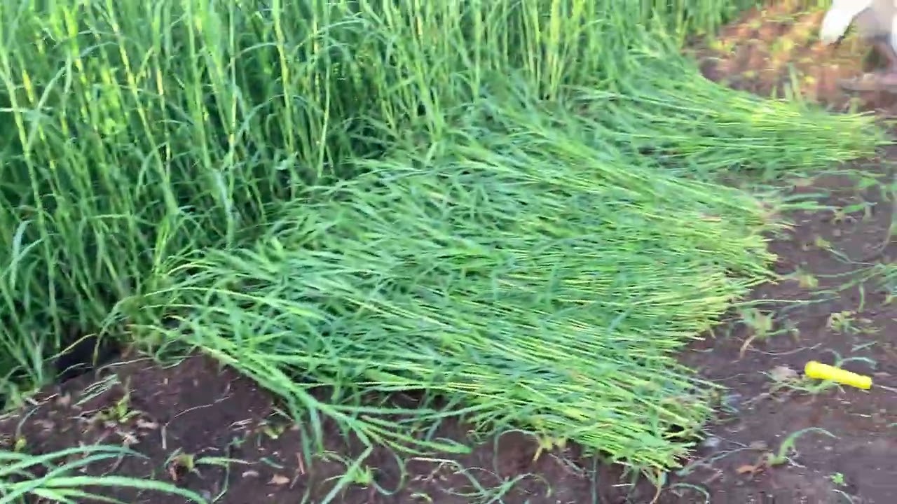 Kadi gavt , marvel,jijva grass se best he grass call 8552960071