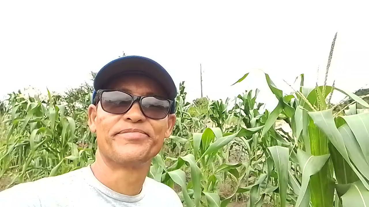 NOSSO SÍTIO DE 8 HECTARES EM PERNAMBUCO | NOSSA PLANTAÇÃO DE MILHO