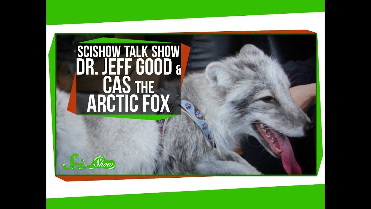 SciShow Talk Show: Dr. Jeff Good & Cas the Arctic Fox