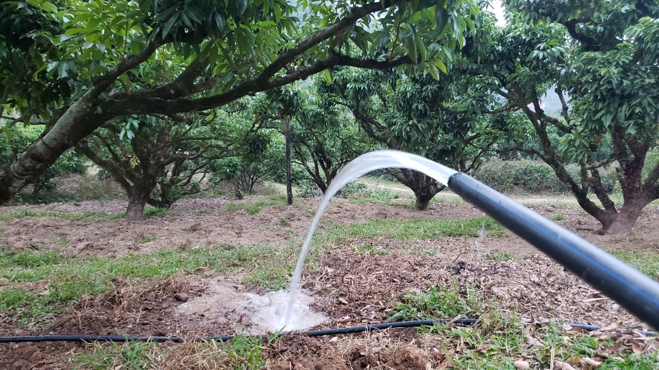 Sim thử Tưới nước vải thiều xem có hoa chơi tết không😄😄😄