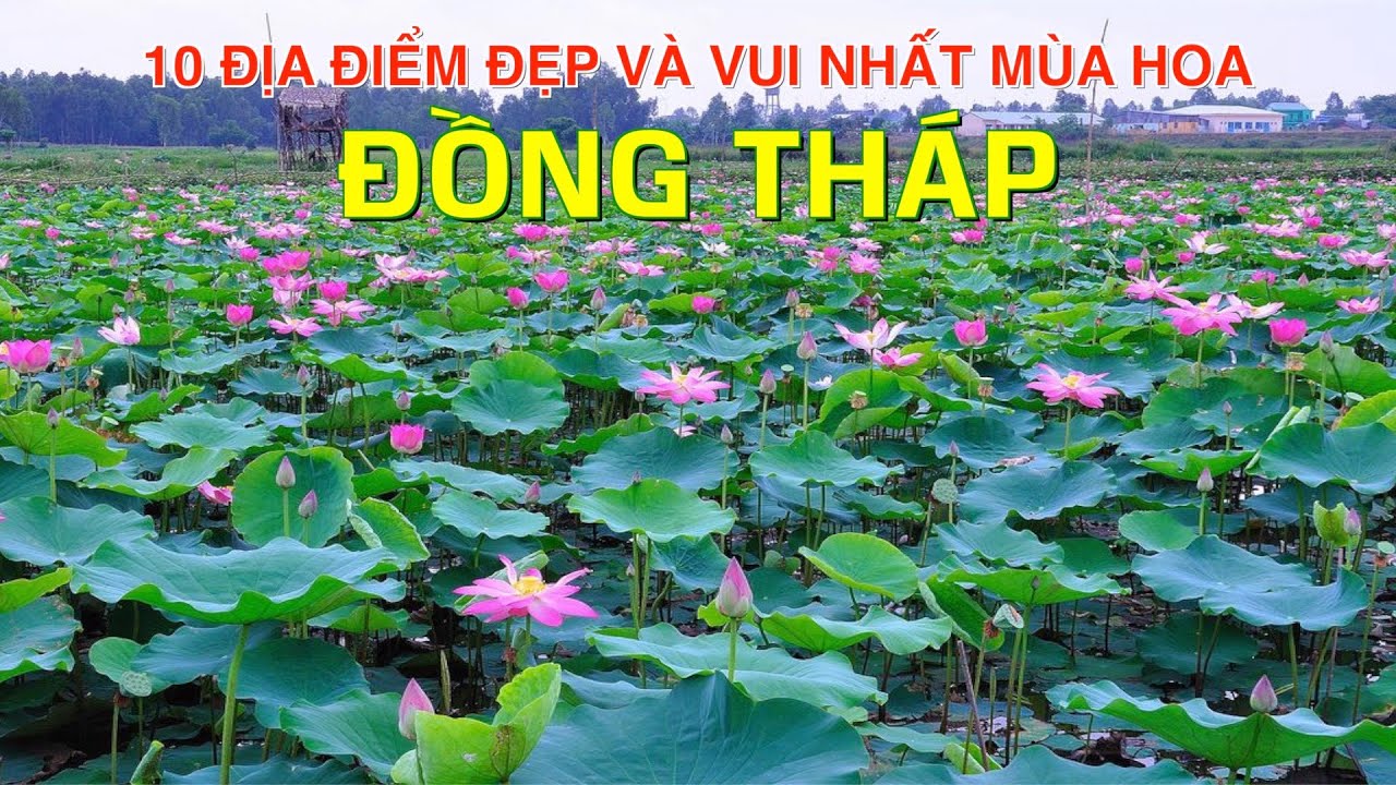 DU LỊCH và KHÁM PHÁ ĐỒNG THÁP đến 10 Địa Điểm Vui và Đẹp Nhất Mùa Hoa Đồng Tháp. Top 10 in Dong Thap