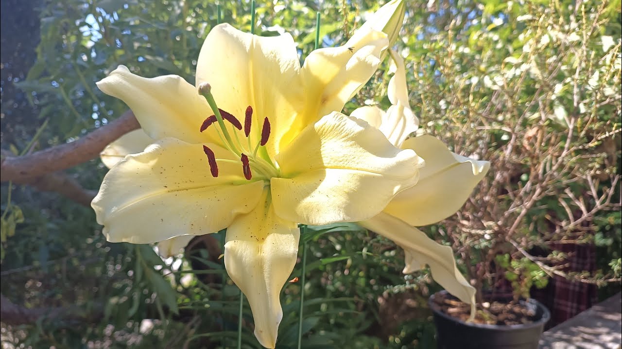 #videos#gardening on the #deck#flowers#lilies@kapcoastsunsetcliviaseascapes