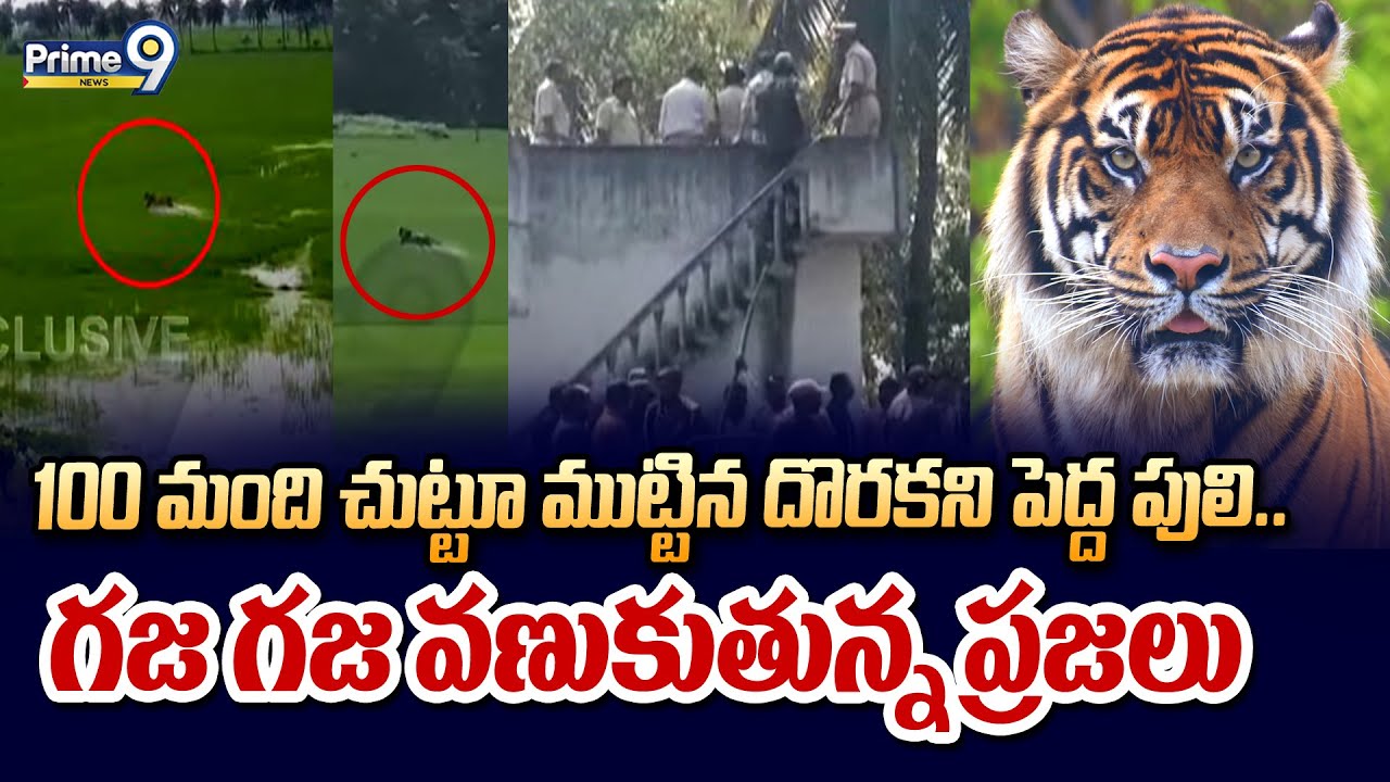 100 మంది చుట్టూ ముట్టిన దొరకని పెద్ద పులి..  గజ గజ వణుకుతున్న ప్రజలు | East Godavari | Prime9 News