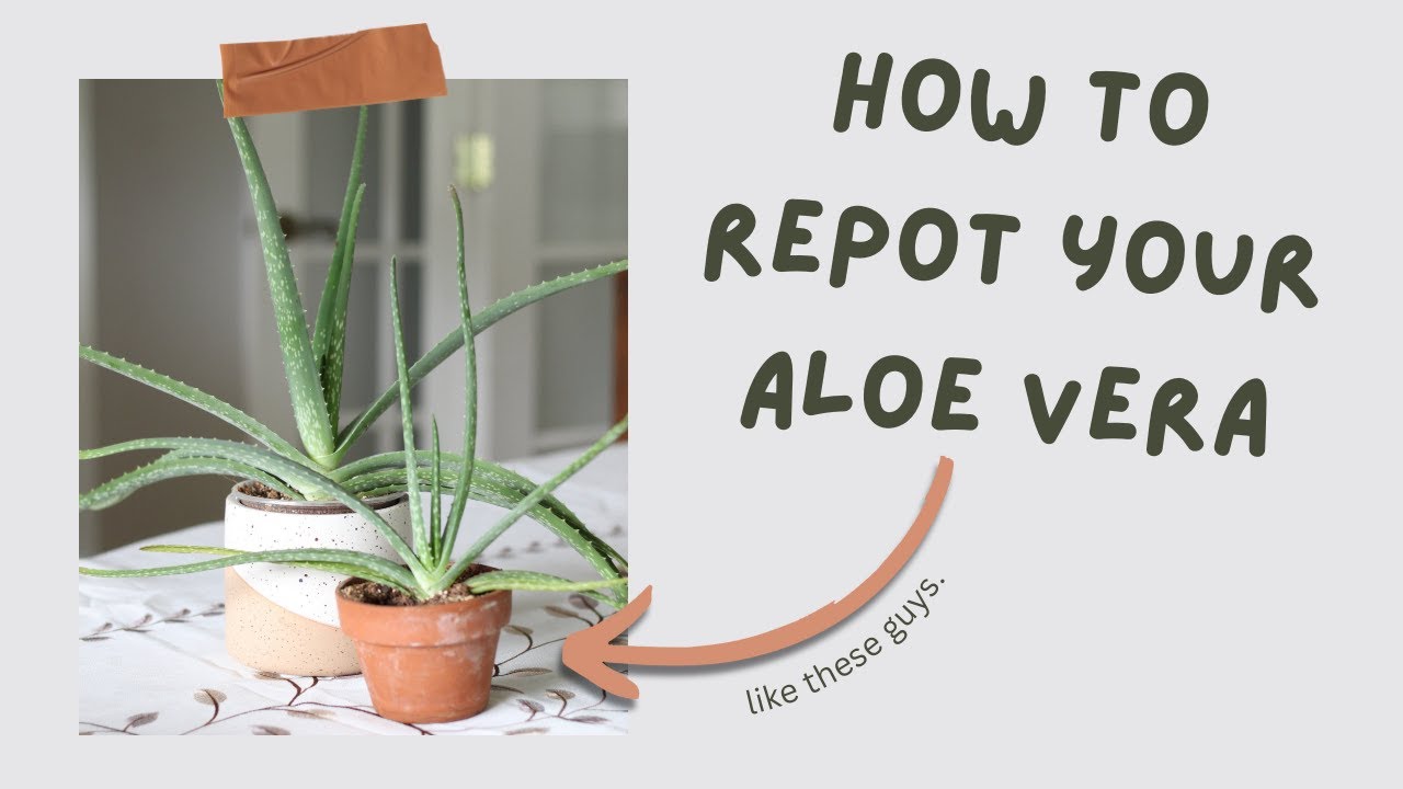 How to Repot an Aloe vera Plant