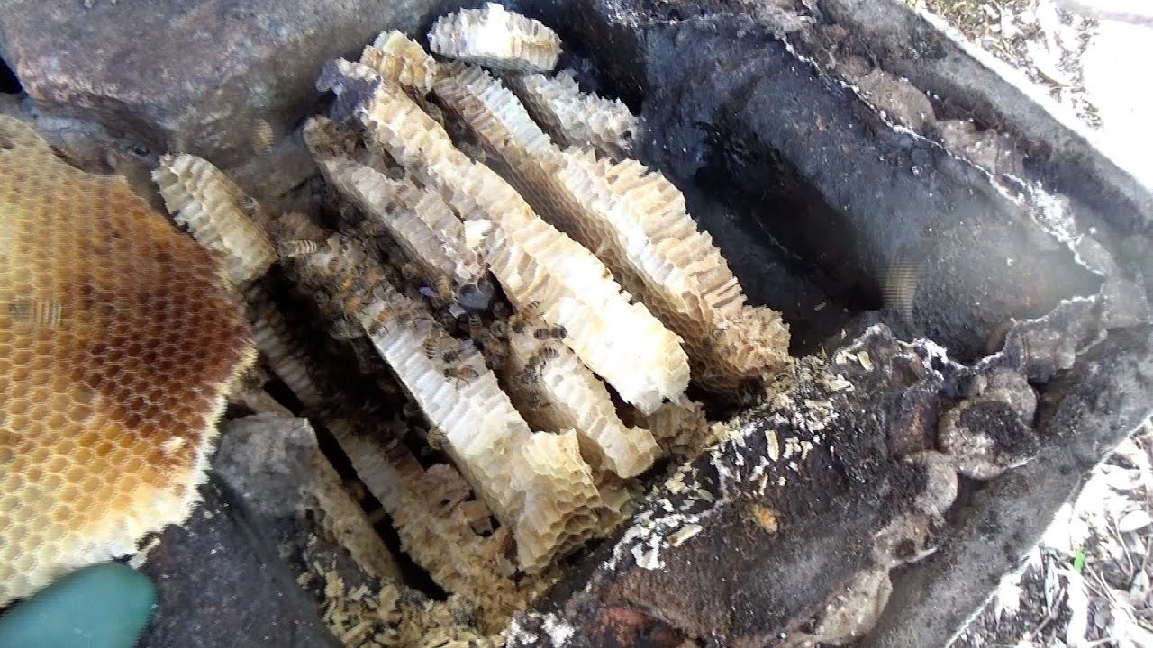 Bees in big trouble.