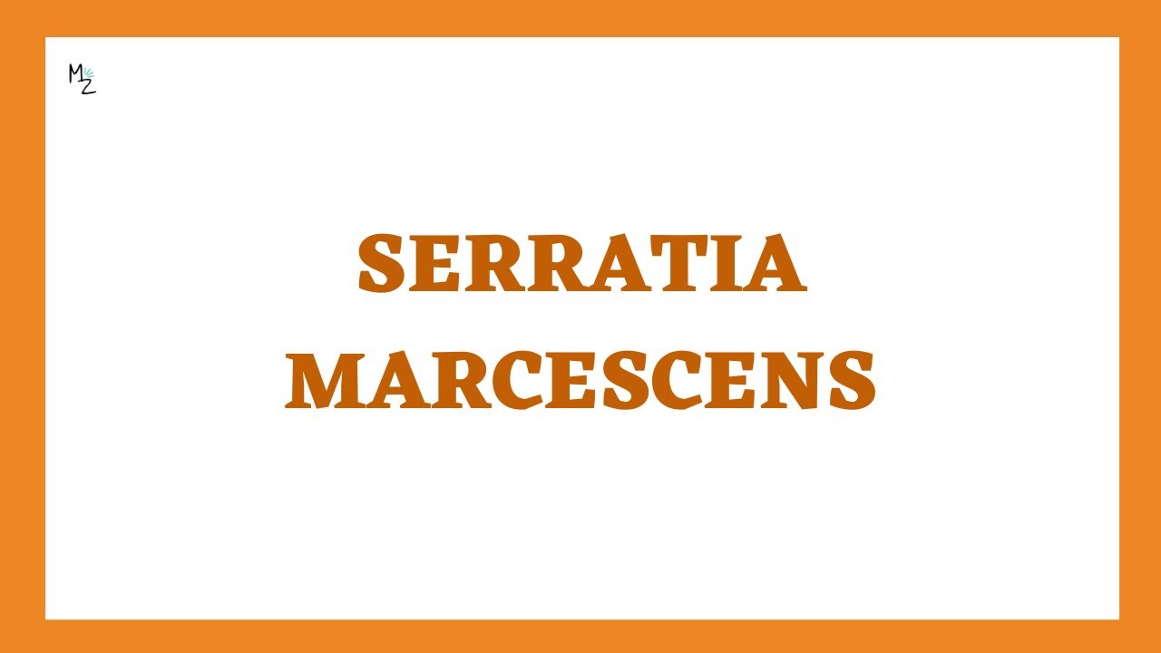 Serratia marcescens, its Characteristics, Pathogenesis, Clinical Findings and More!!