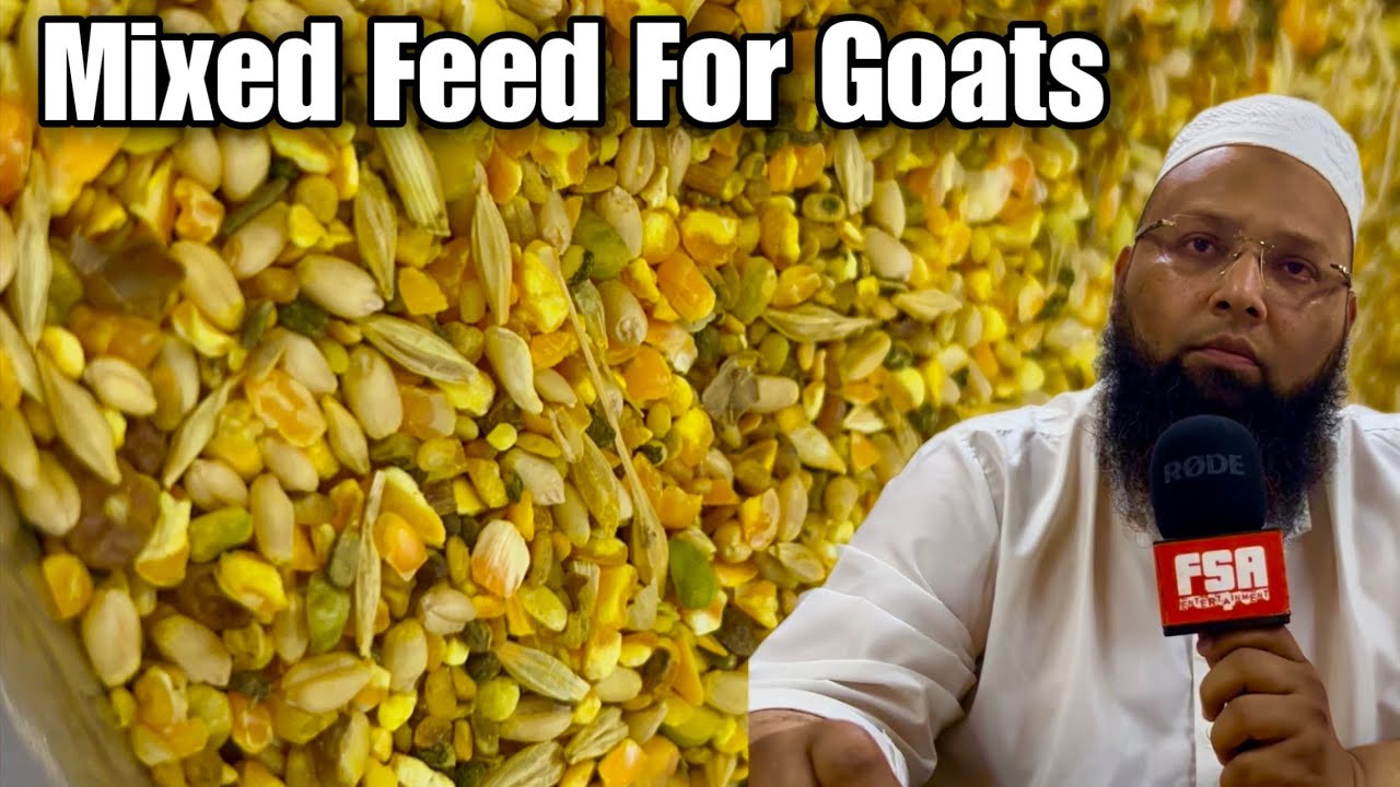 Cost Effective Mixed Feed For Weight Gain at Silver Agro & Livestock Goat Farm