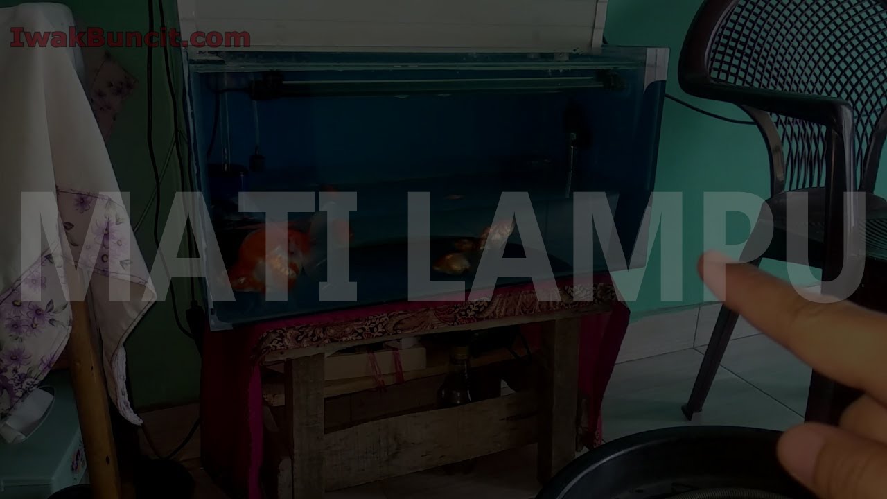 Listrik Padam, Ikan Mas Koki Megap-Megap? Jangan Panik Dulu: Lakukan Ini! 👍