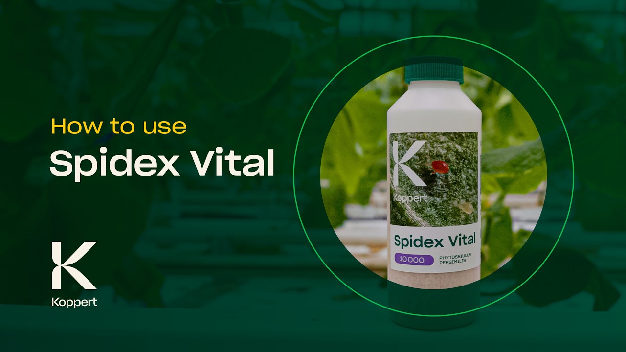 How to Use Spidex Vital - Predatory Mites (Phytoseiulus persimilis) - Spider Mite Control