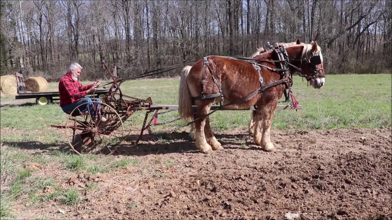 Planting potatoes with a Horse-drawn cultivator