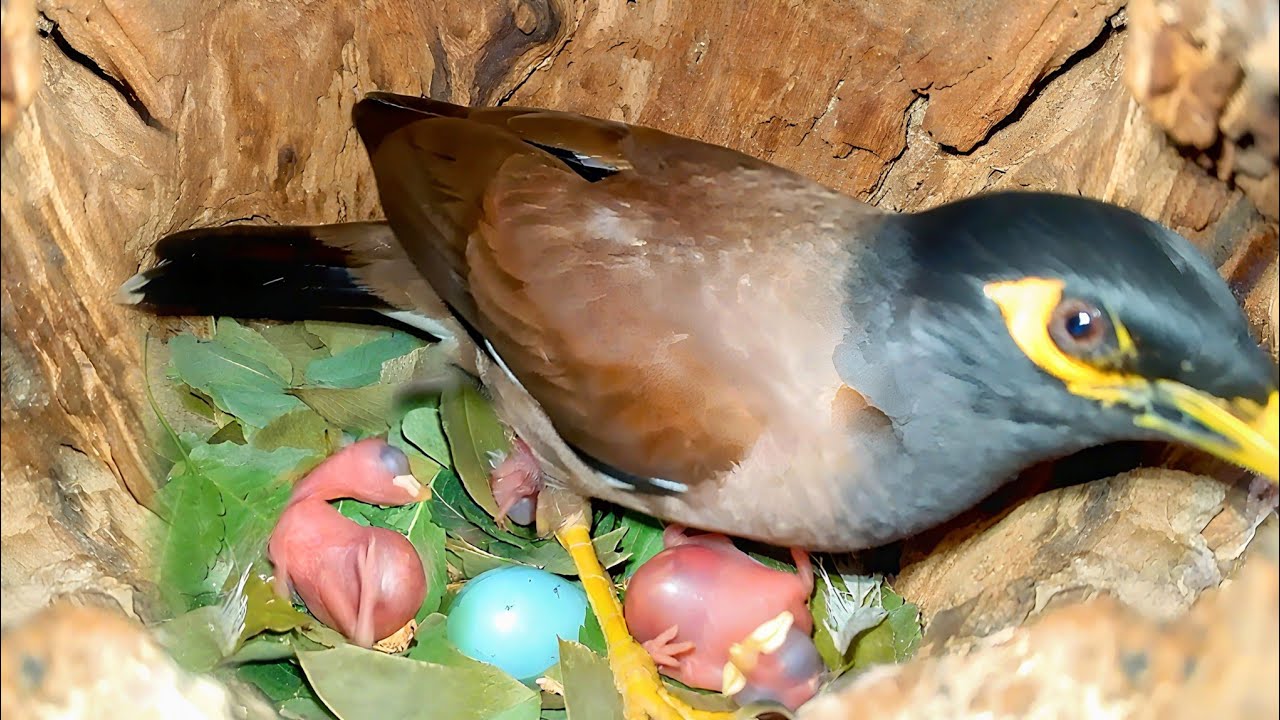 Myna mother went out, the baby's turned upside down. @beautyofnature4988 