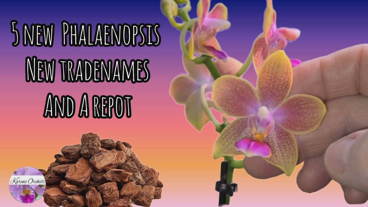 PHALAENOPSIS ORCHIDS TRADE NAMES NEW PURCHASES AND A REPOT