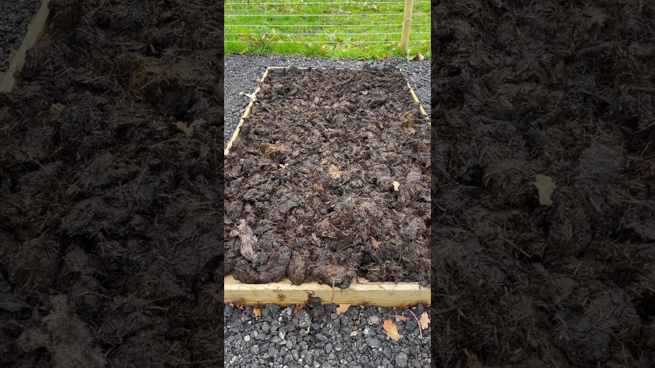 Mulching No Dig Raised Beds for Winter #gardeningtips #allotment #gardening