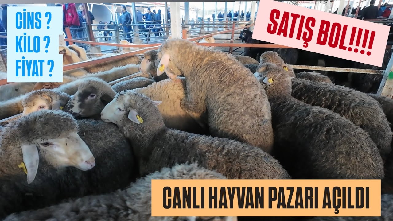 CANLI HAYVAN PAZARI HAYVAN FİYATLARI PAZARLAR NİHAYET AÇILDI #hayvancılık #büyükbaş #küçükbaş #pazar