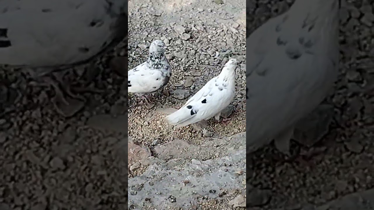 cute pigeons