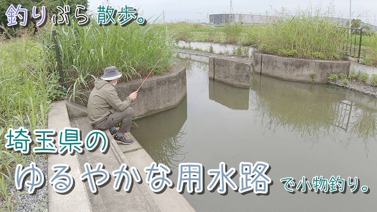 【小物釣り】のんびり～～埼玉県のゆるやかに流れる用水路で小物釣り。【淡水】