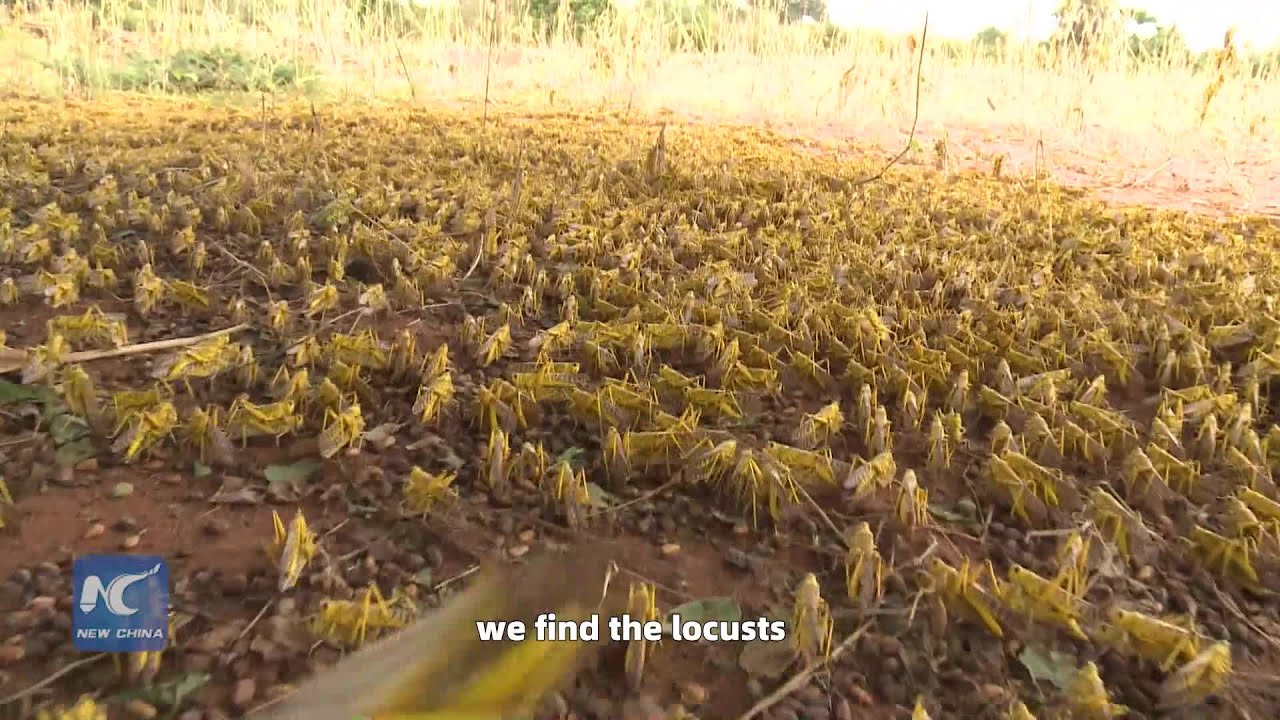 Our reporter is chasing locusts, follow her to see the catastrophe in eastern Africa