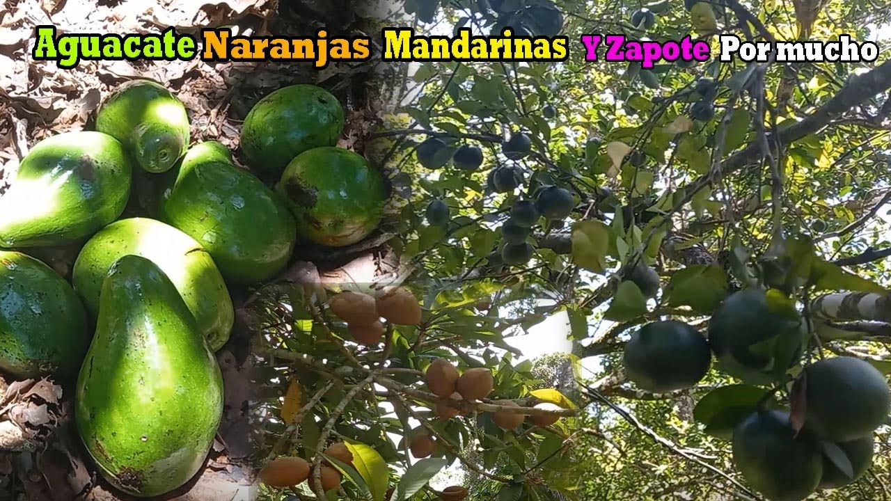 Cuantas frutas en un solo lugar, la vida del campo en republica dominicana