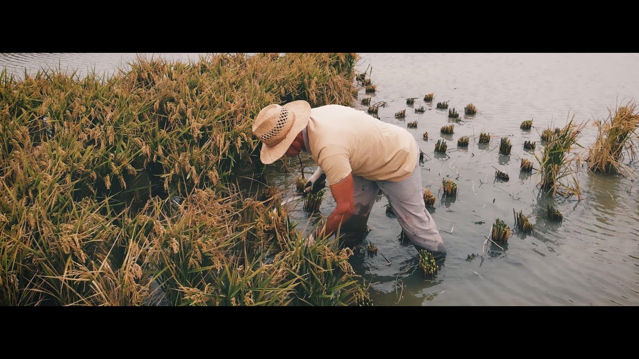 Montsi&agrave;, naturalment del Delta de l'Ebre