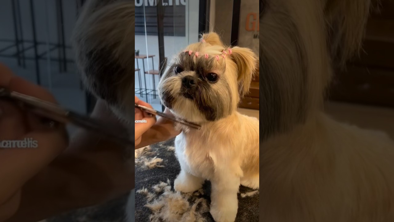 Banho e Tosa Beb&ecirc; Rostinho Redondo com penteado!
