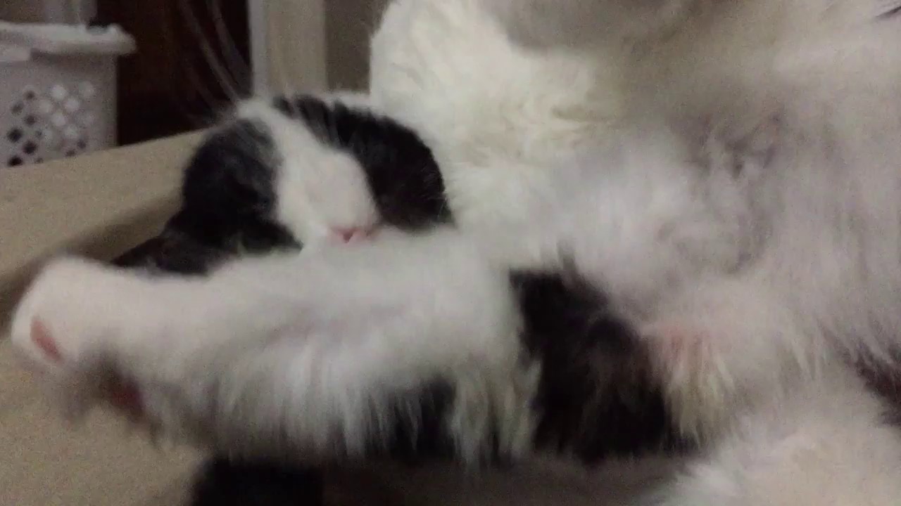 Marcy Mrrrp