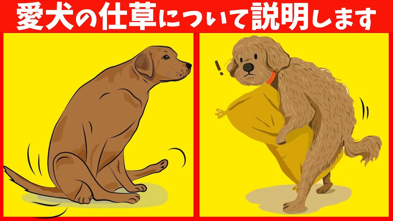 一見おかしいと思う 犬の仕草に隠された本当の意味 21選